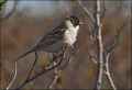 Полярная овсянка фото (Schoeniclus pallasi) - изображение №3053 onbird.ru.<br>Источник: www.rbcu.ru